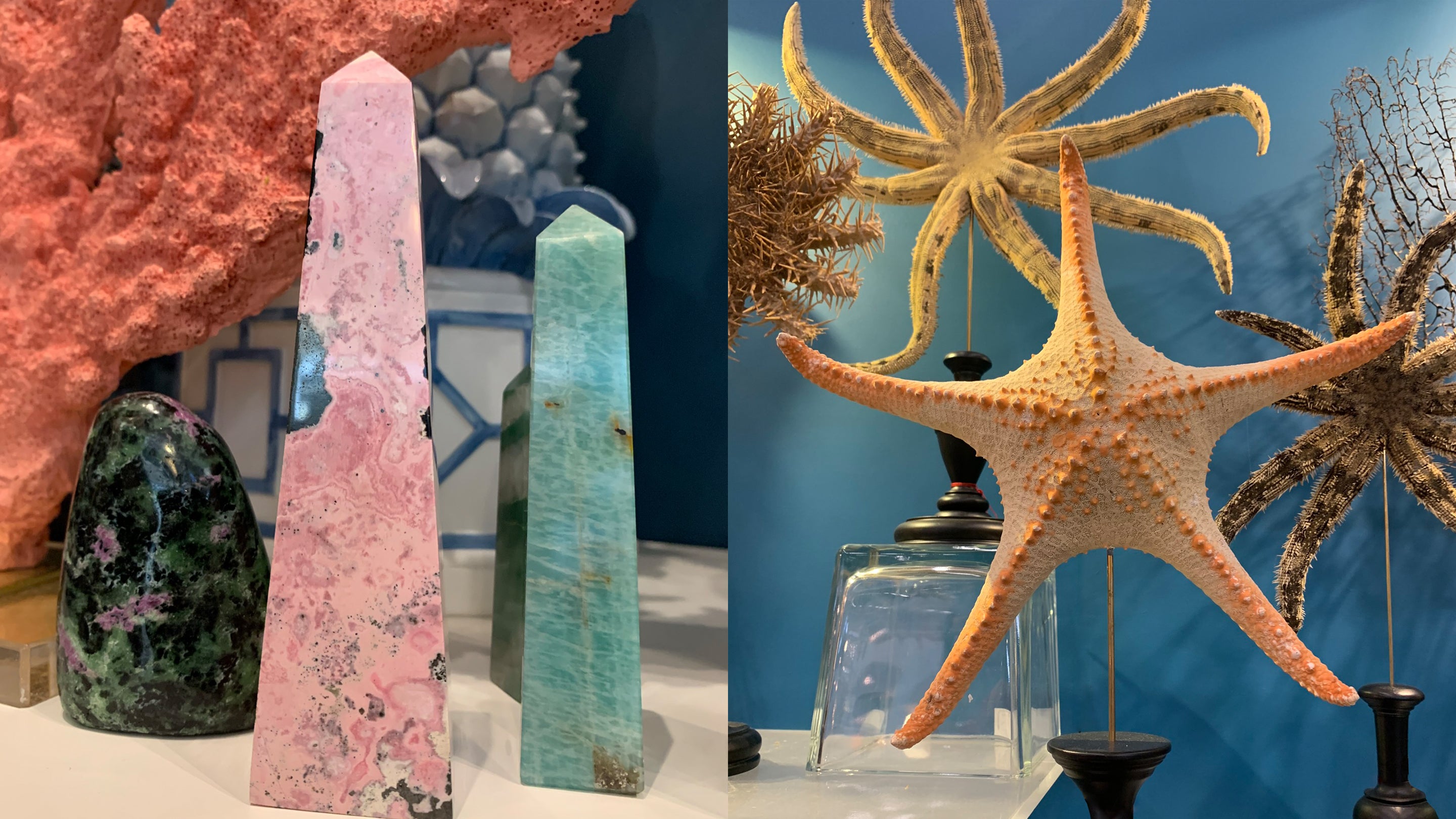 Natural ocean specimens, sea crabs, vintage sea shell and coral