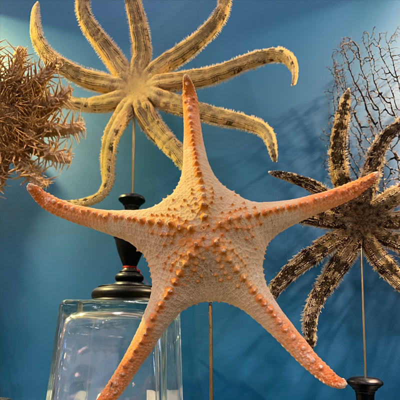 Natural ocean specimens, sea crabs, vintage sea shell and coral