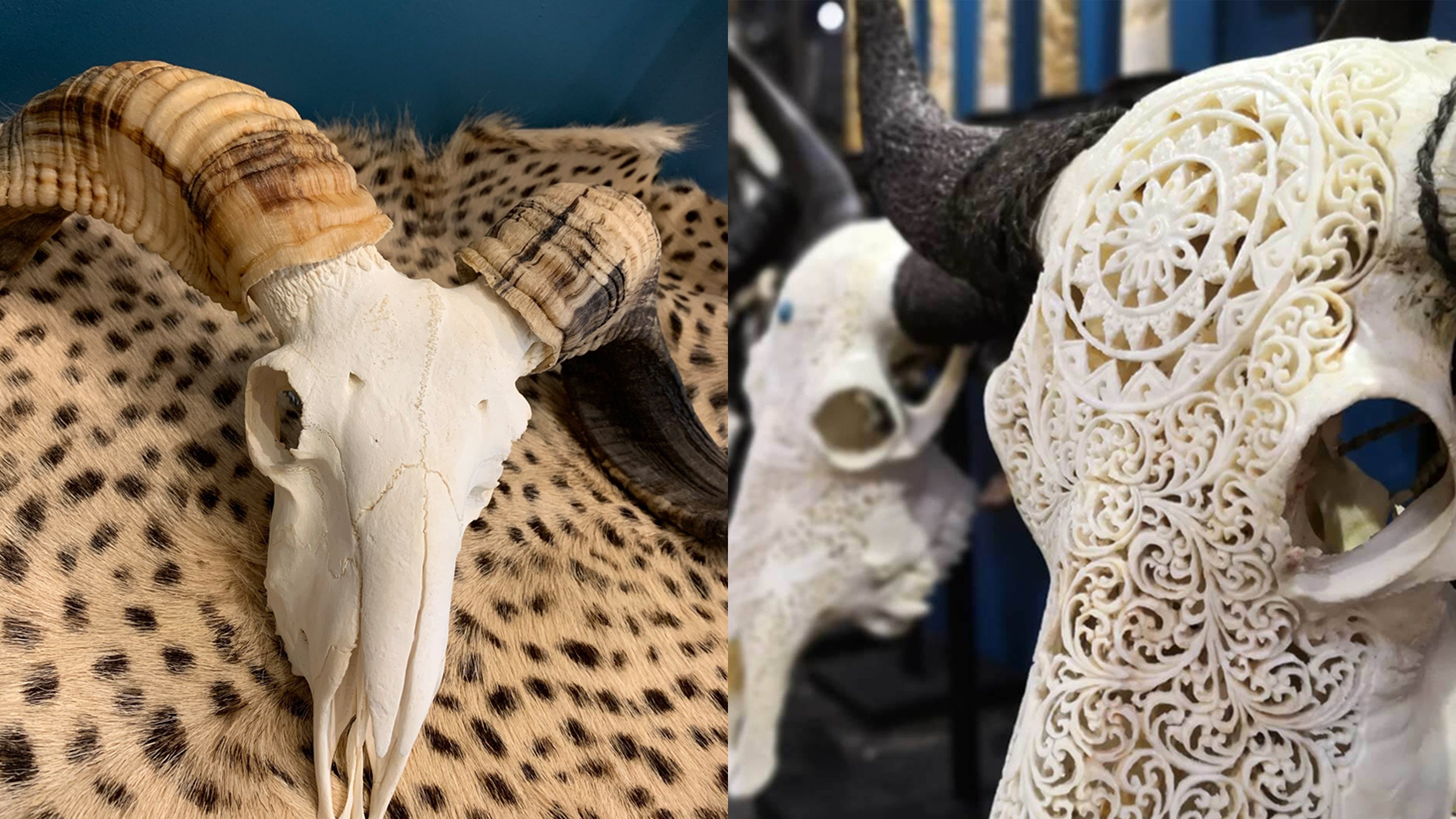 Ethically source antique and modern taxidermy, natural history specimens and curios.