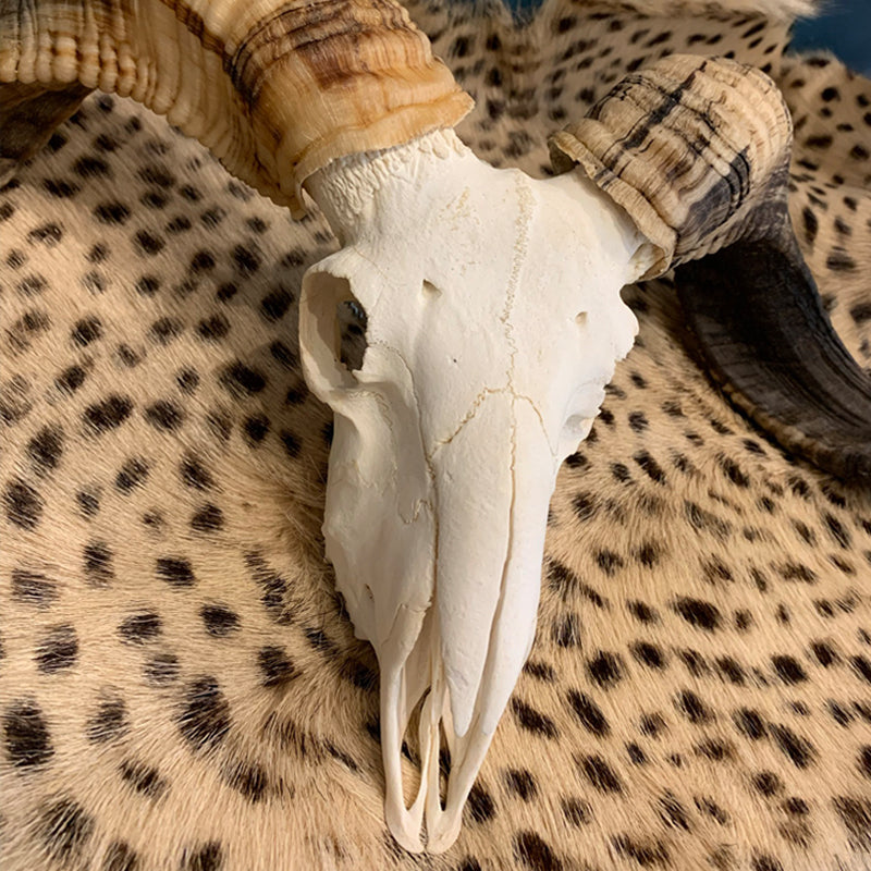 ethically source antique and modern taxidermy, natural history specimens and curios.