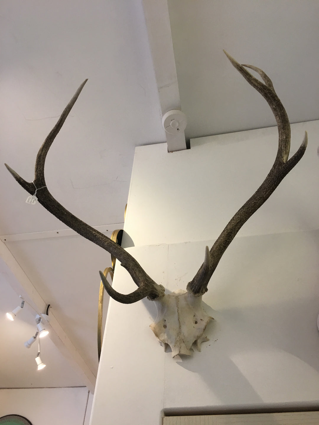 Wall Decor : Real Antelope Antlers