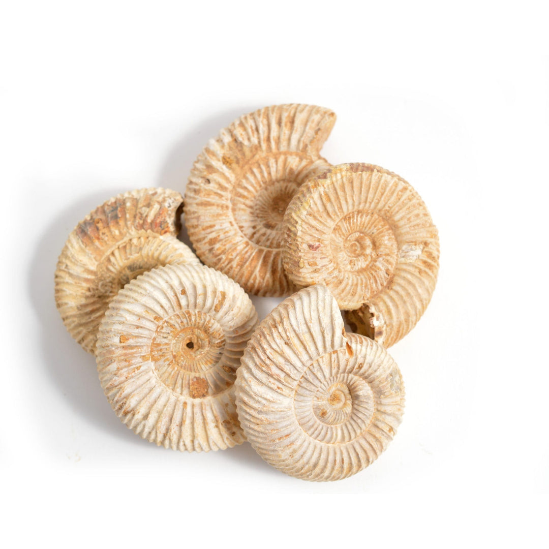 MADAGASCAN AMMONITE