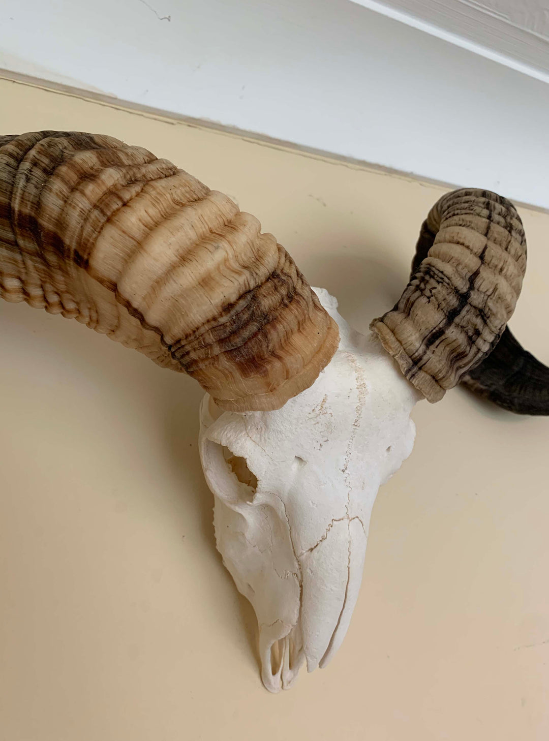 Natural taxidermy Horn, decorative Rams horns on skull