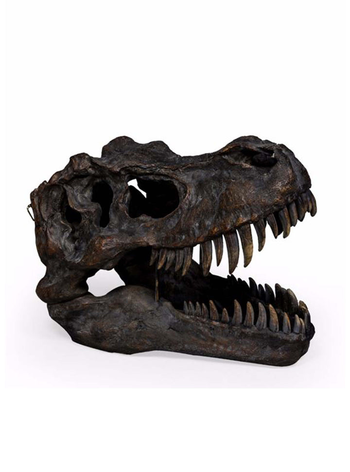 T-Rex Head, Large Dinosaur Head Wall Mount, 53cm