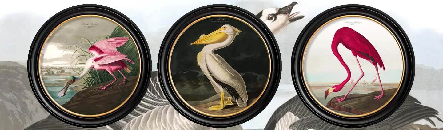 John James Audubon Birds of America Painting, Prints, wall art, ceramic ornaments, canvas, framed pictures 