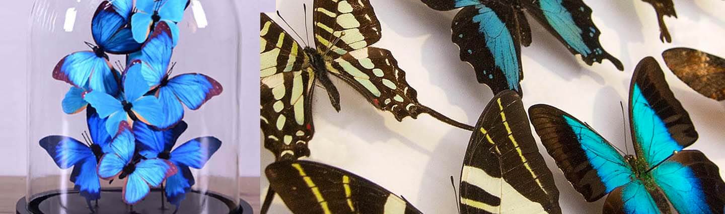 Butterfly Garden