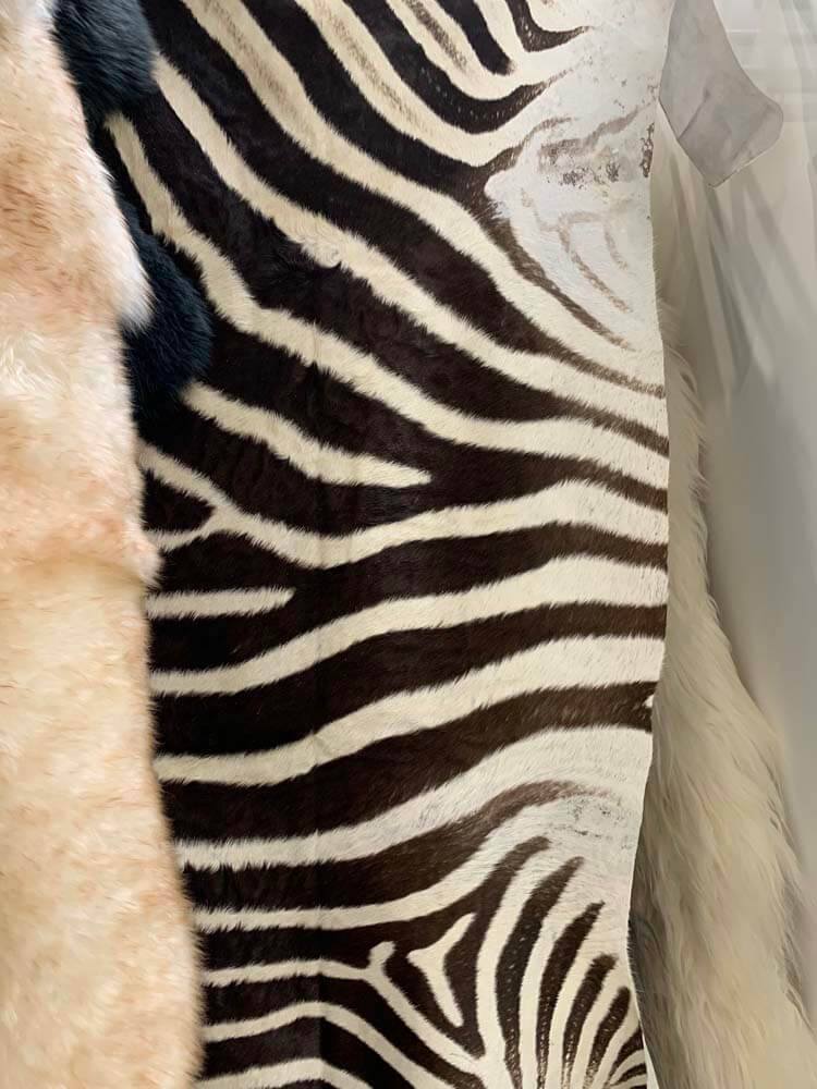 Life size large zebra rug made from 100% natural skin
