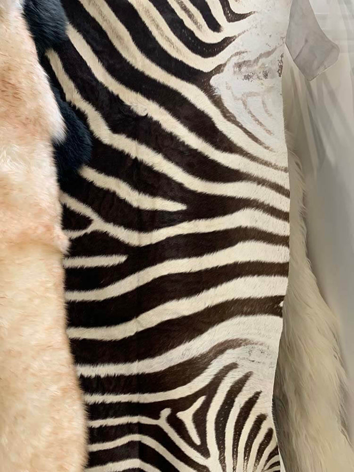 Life size large zebra rug made from 100% natural skin
