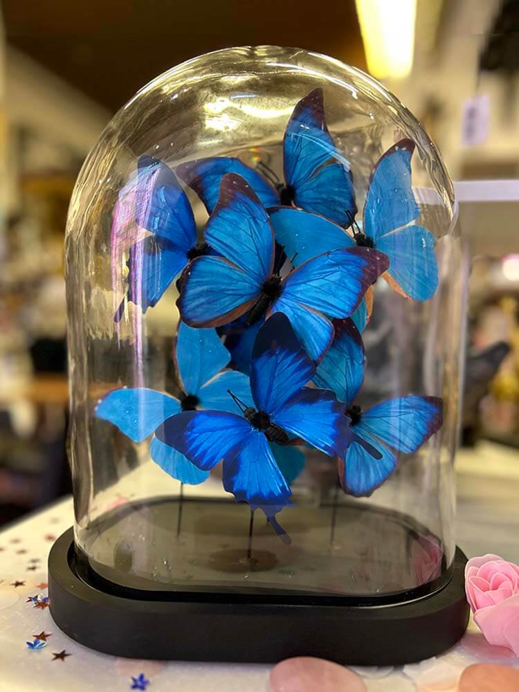 Blue and  black Butterfly Décor,  Morpho Butterflies in a glass dome