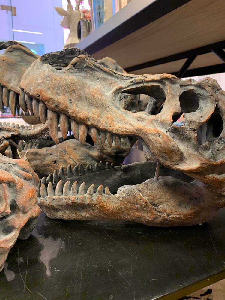 Dinosaur skeleton skulls