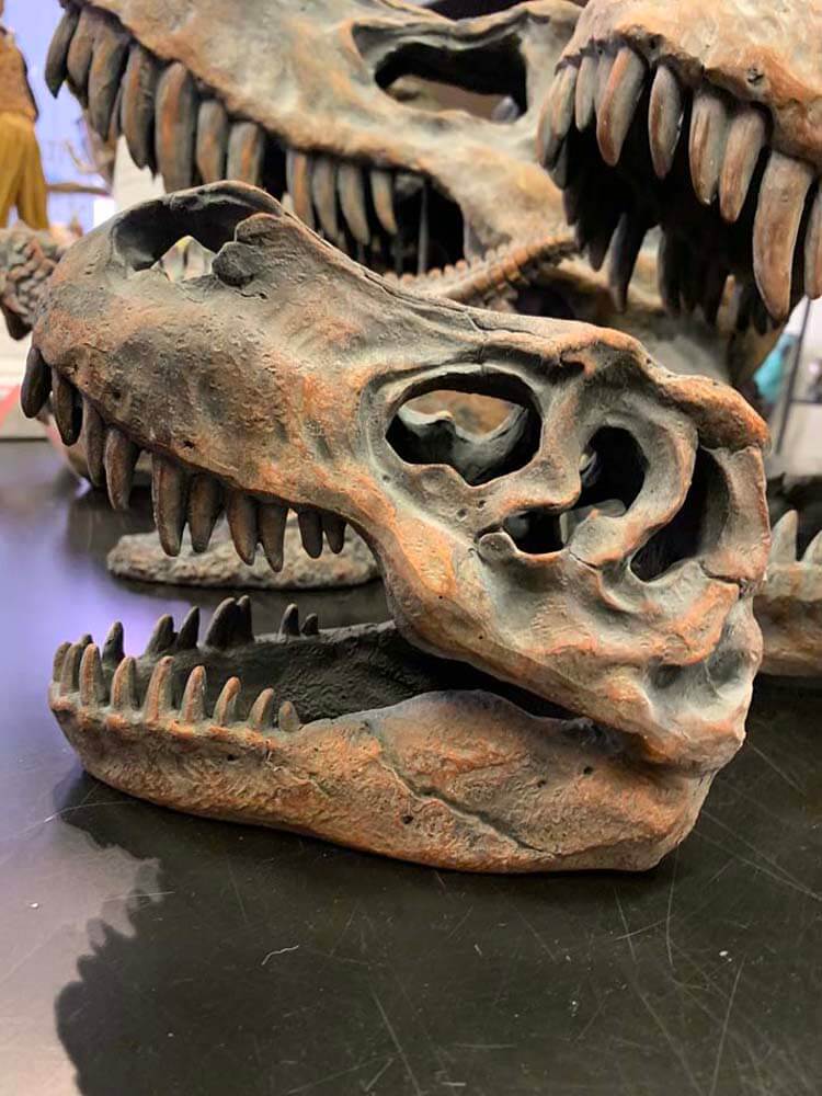 T Rex Dinosaur skull fossil  