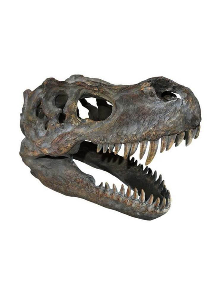 T-Rex Head Skeleton 