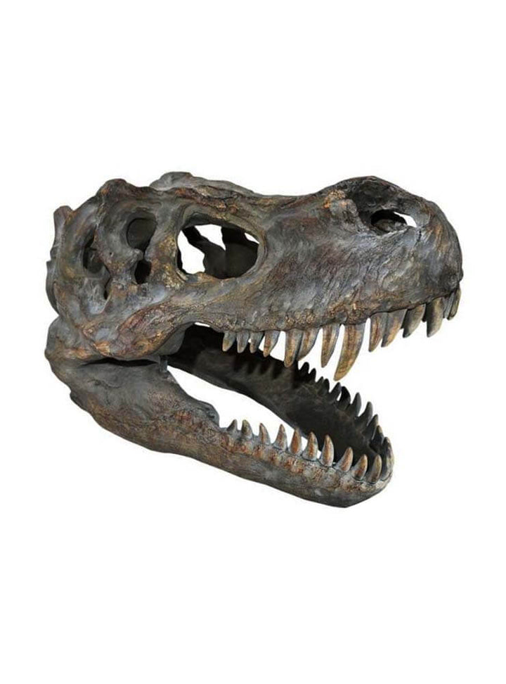 T-Rex Head Skeleton 