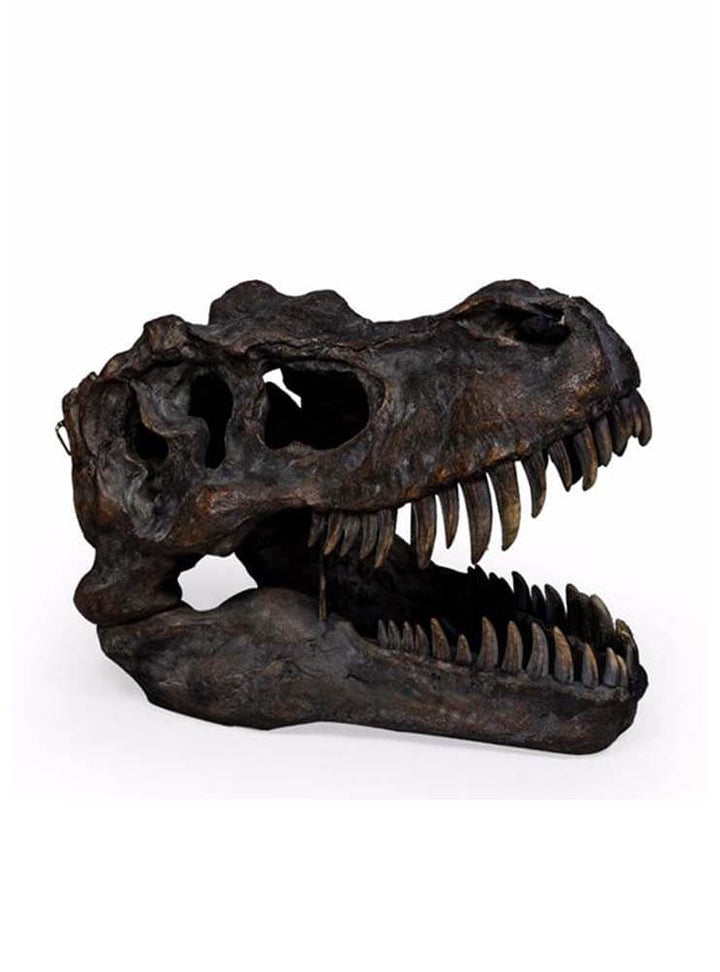 Dinosaur skull, Large T Rex figurine