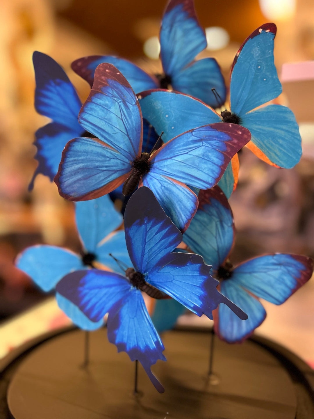 Morpho butterfly, tropical butterflies, butterfly dome 