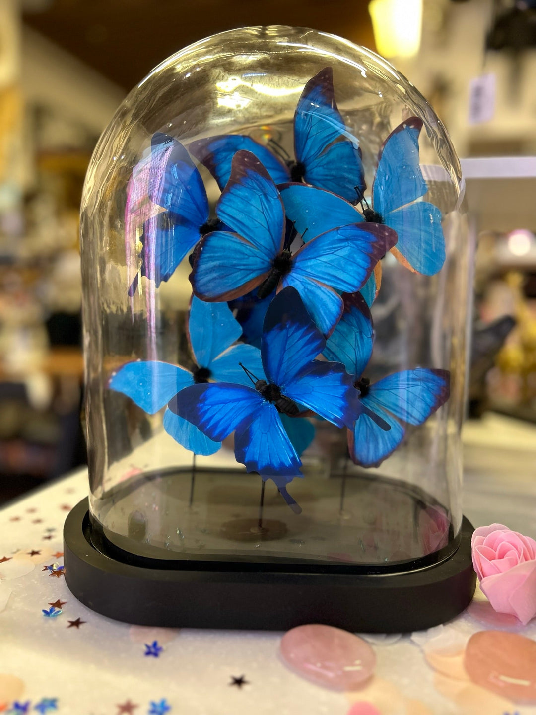 blue butterfly, butterflies, glass dome, butterfly dome, decorative glass dome, 