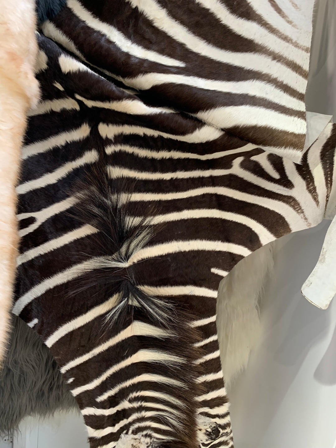 Zebra Rug, Natural Burchell Zebra Skin, 3m