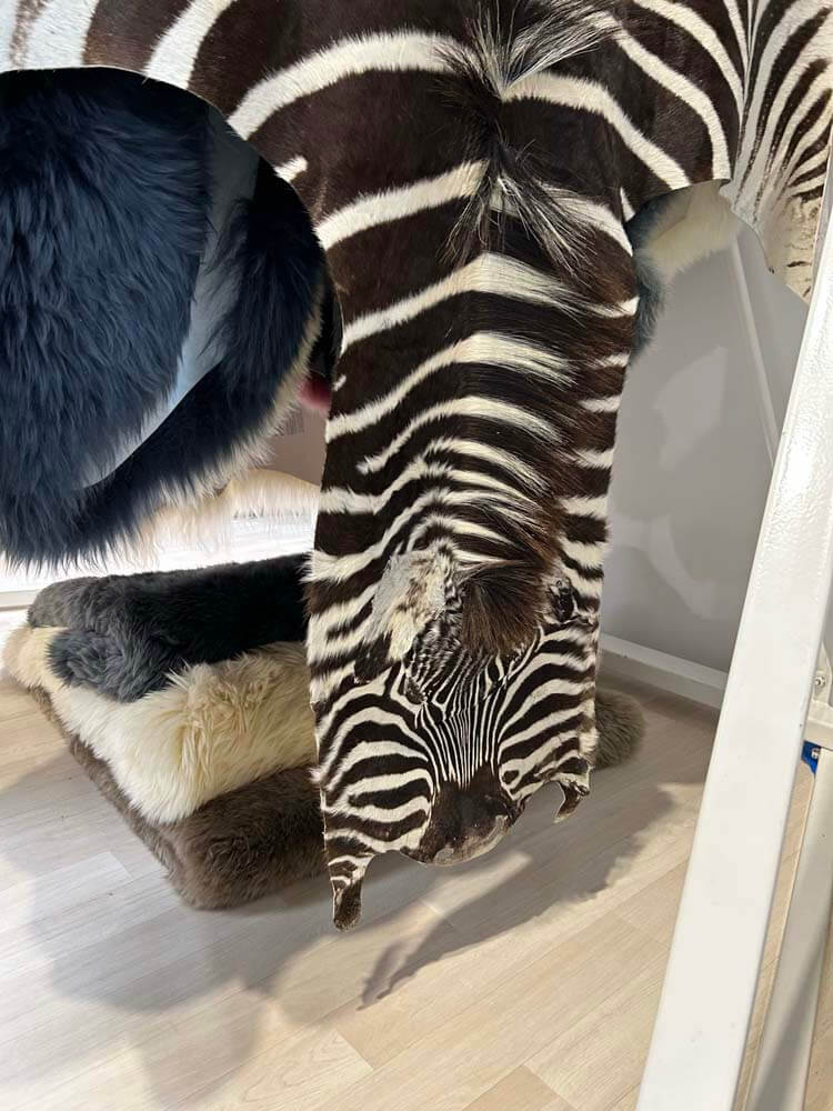 Burchell zebra rug made from 100% natural skin, including the head. Ethically sourced, unique stripes add bold, timeless character to any room.