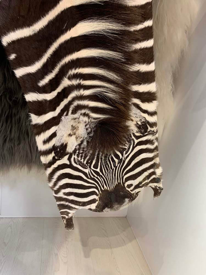 Large Burchell zebra rug made from 100% natural skin