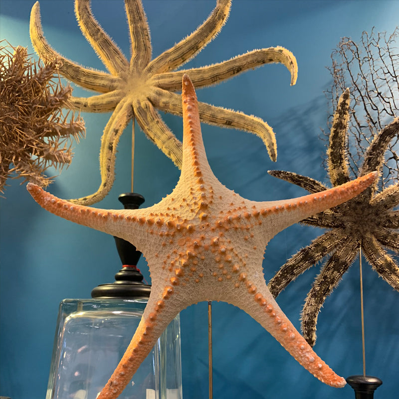 Natural ocean specimens, sea crabs, vintage sea shell and coral