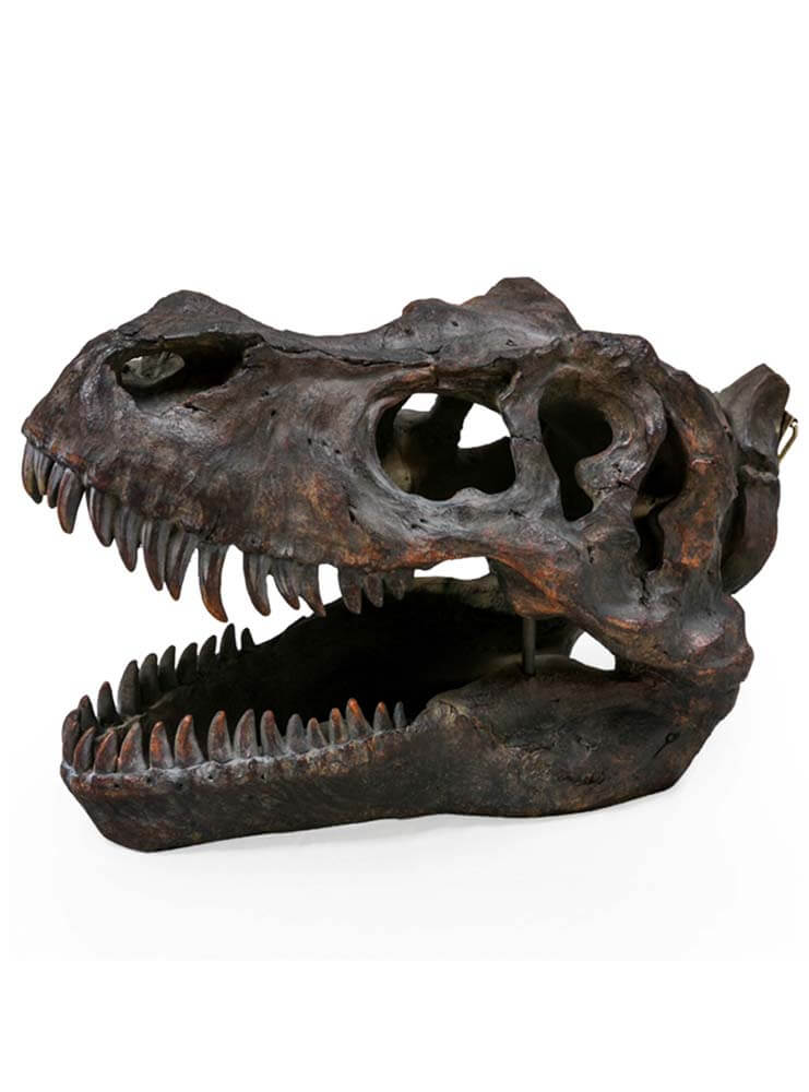 T-Rex Head, Large Dinosaur Head Skull Wall Mount