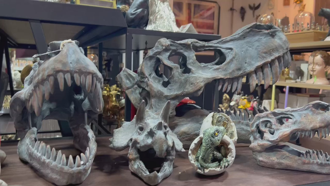 Dinosaurs and baby Dino egg sculptures and ornaments, Large T Rex replica head  