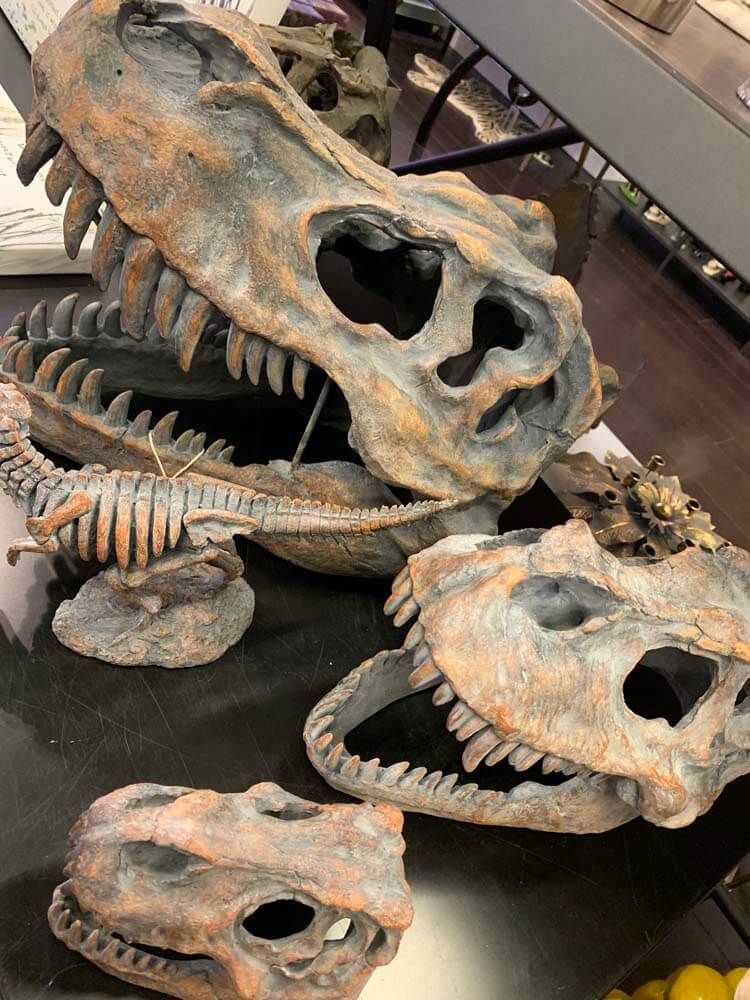 Dinosaur skeleton model, T-Rex Head, Large Dinosaur Head Skull Wall Mount