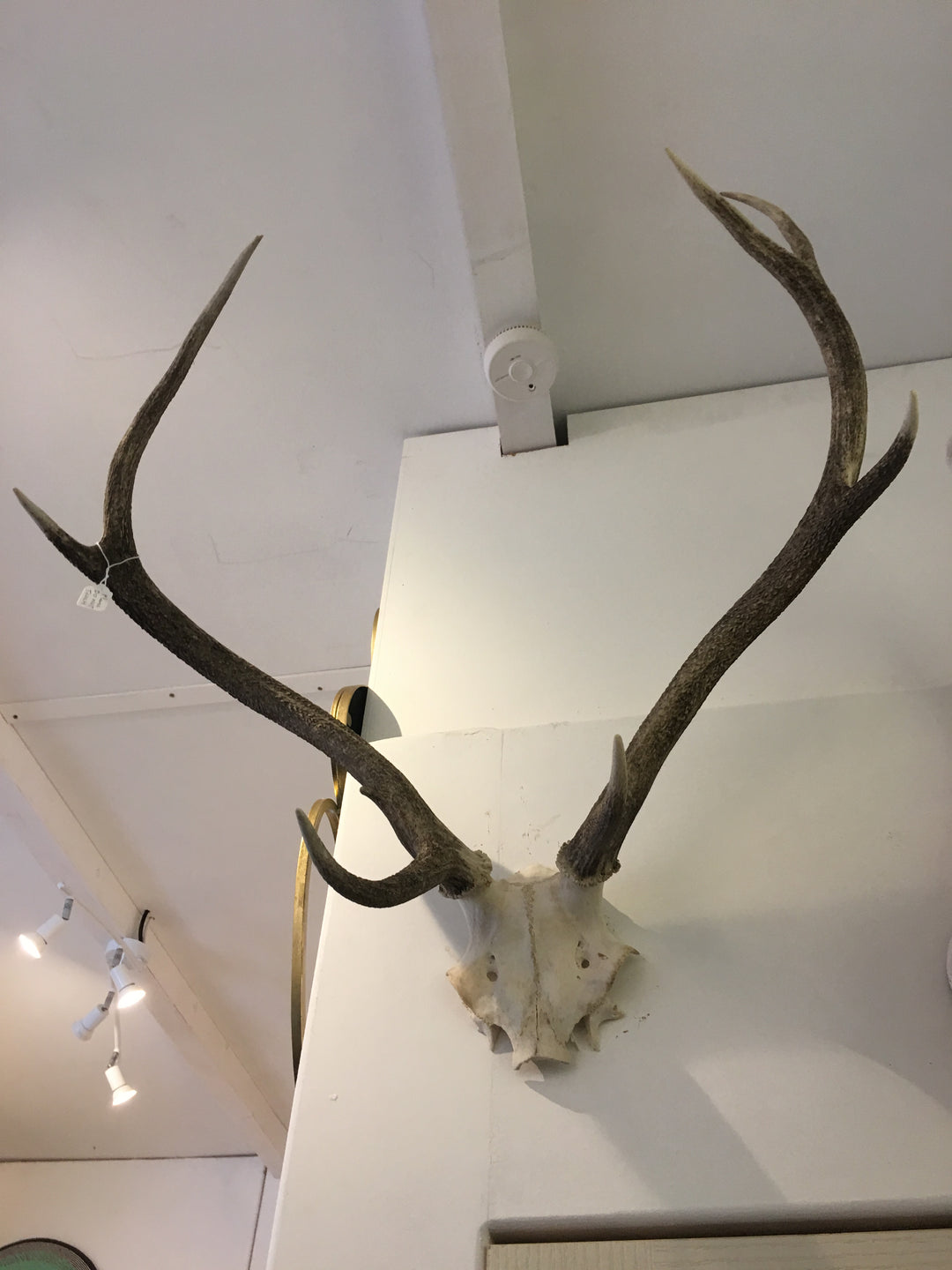 Wall Decor :  Real Antelope Antlers