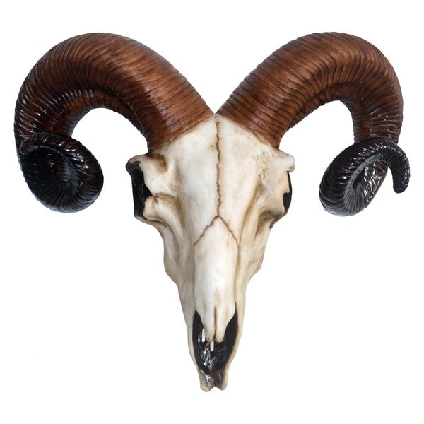 Wall Decor : Rams Head  medium – Fake Taxidermy  –  Rams Horns Resin