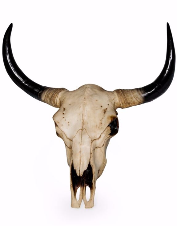 Wall Decor: Large Bison Skull – Fake Taxidermy  –  Rams Horns Resin