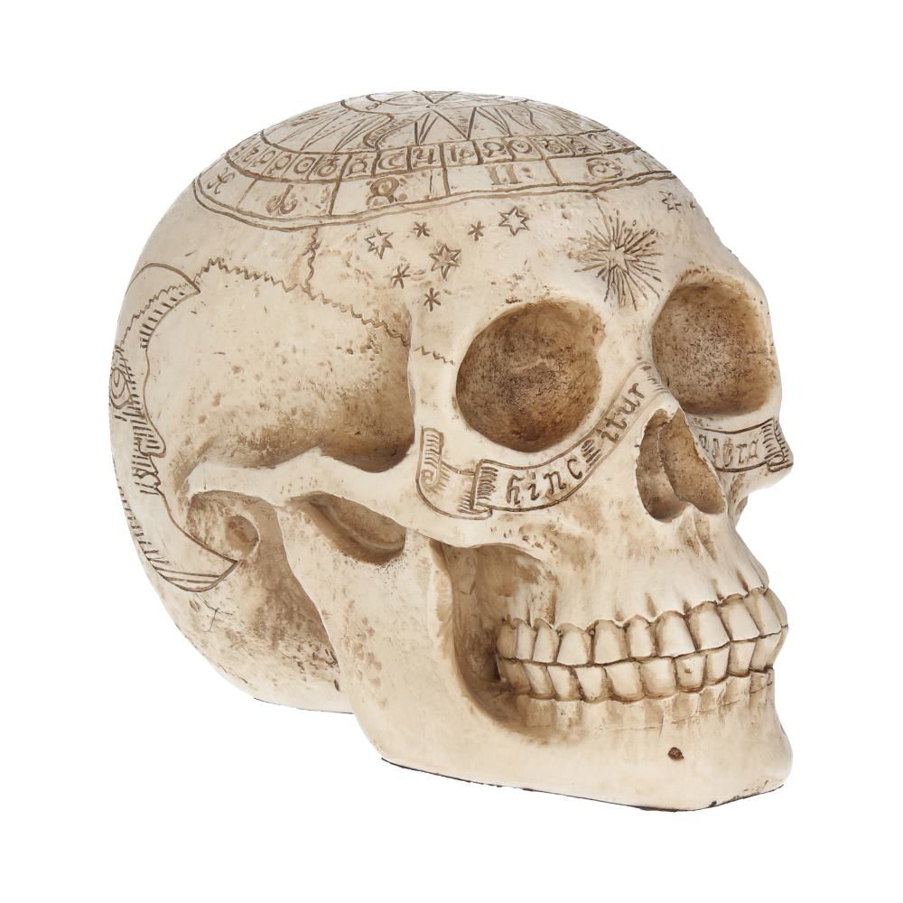 Human Skull: Astrological Skull
