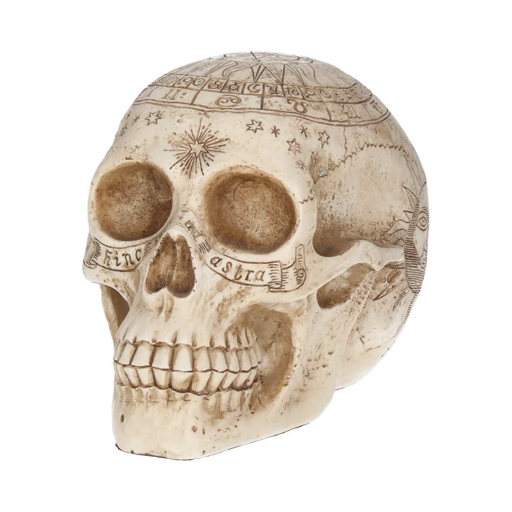 Human Skull: Astrological Skull