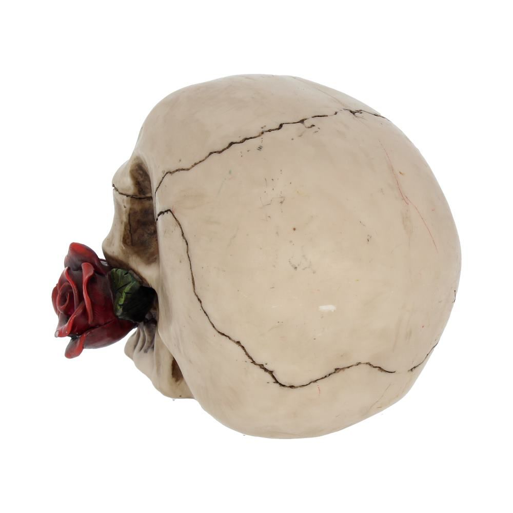 Human Skull:Dead Rose skull