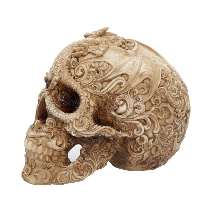 Human Skull: Cranial Drakos