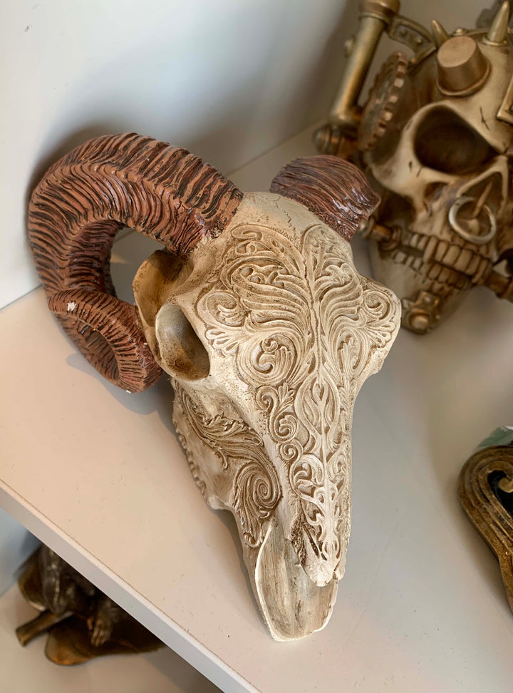 Rams Skull – Horns Of Ammon – Curling Ram Horns Skull