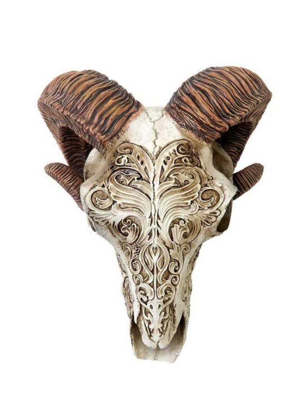 Rams Skull – Horns Of Ammon – Curling Ram Horns Skull