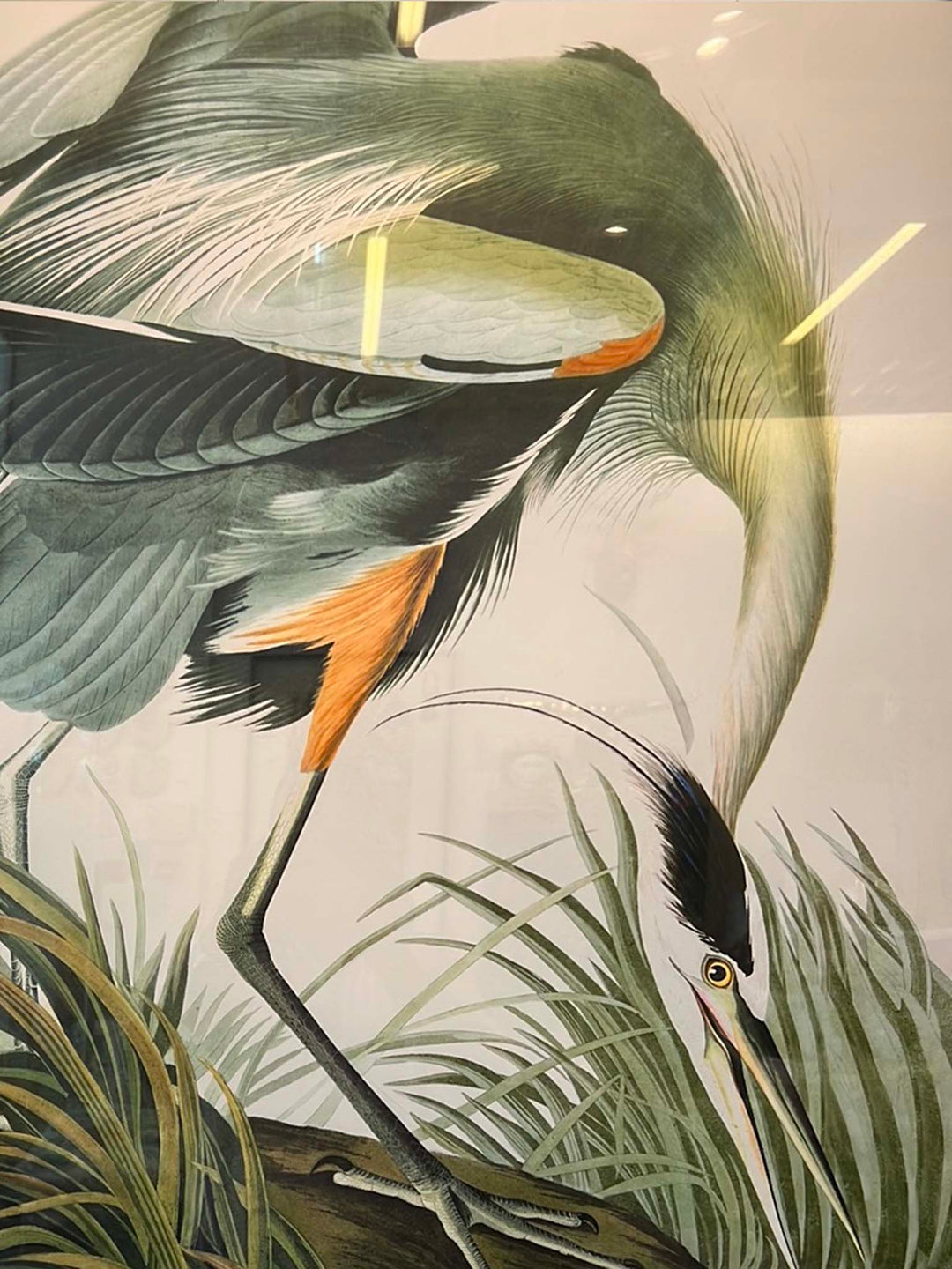 John James Audubon, Blue Heron Wall Picture, 113x83cm