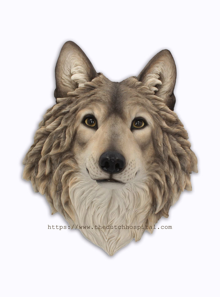 Large grey wolf head wall mount