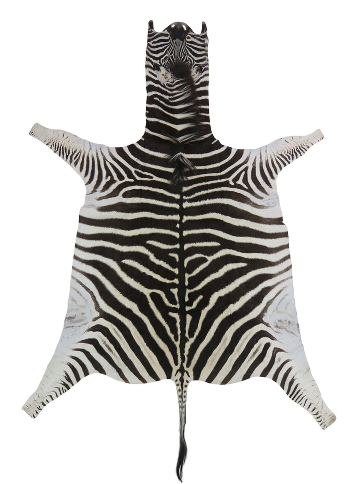Zebra Rug, Natural Burchell Zebra Skin, 3m