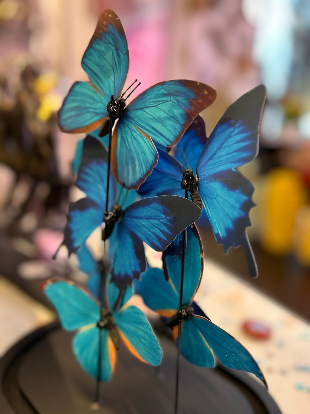 butterfly taxidermy 