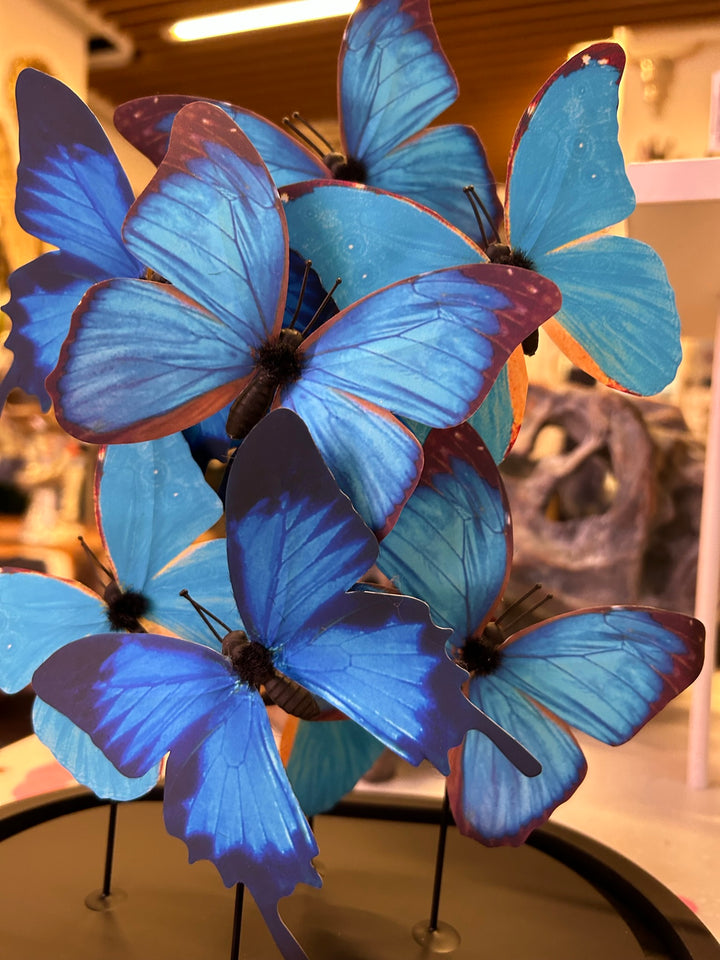 Morpho butterfly