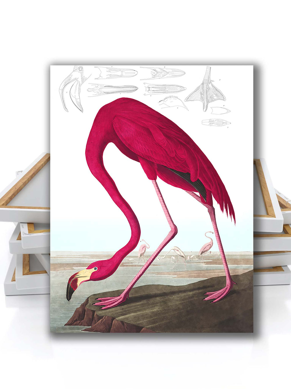 Birds of America picture, John James Audubon's Birds of America, American Flamingo by John James Audubon, Flamingo Wall Art Canvas, 