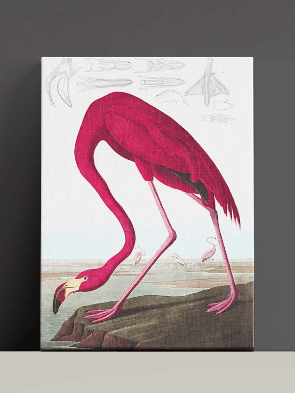 Birds of America picture, John James Audubon's Birds of America, American Flamingo by John James Audubon, Flamingo Wall Art Canvas, 