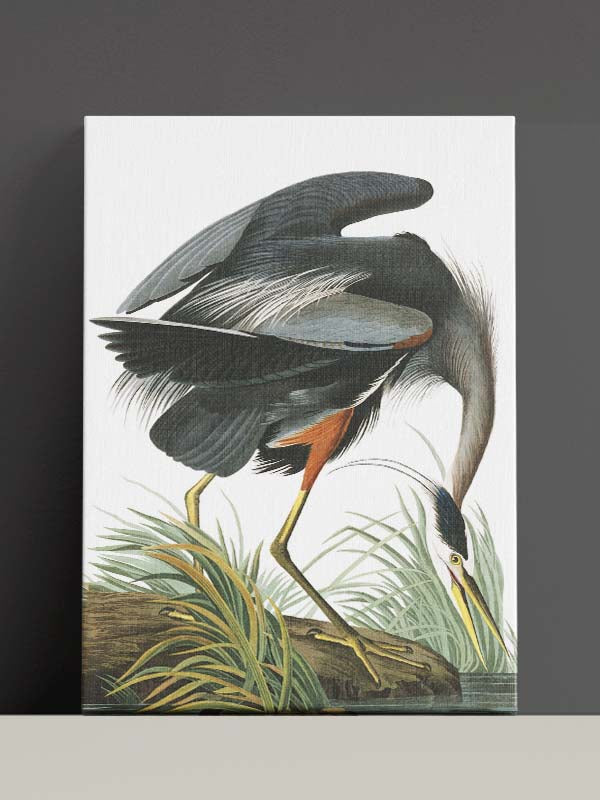Birds of America picture, John James Audubon's Birds of America, American  Blue Heron by John James Audubon, Blue American Heron Wall Art Canvas, 
