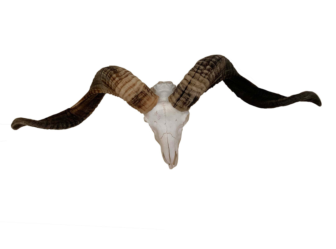 Ram head, Natural taxidermy Horn, decorative Rams horns on skull