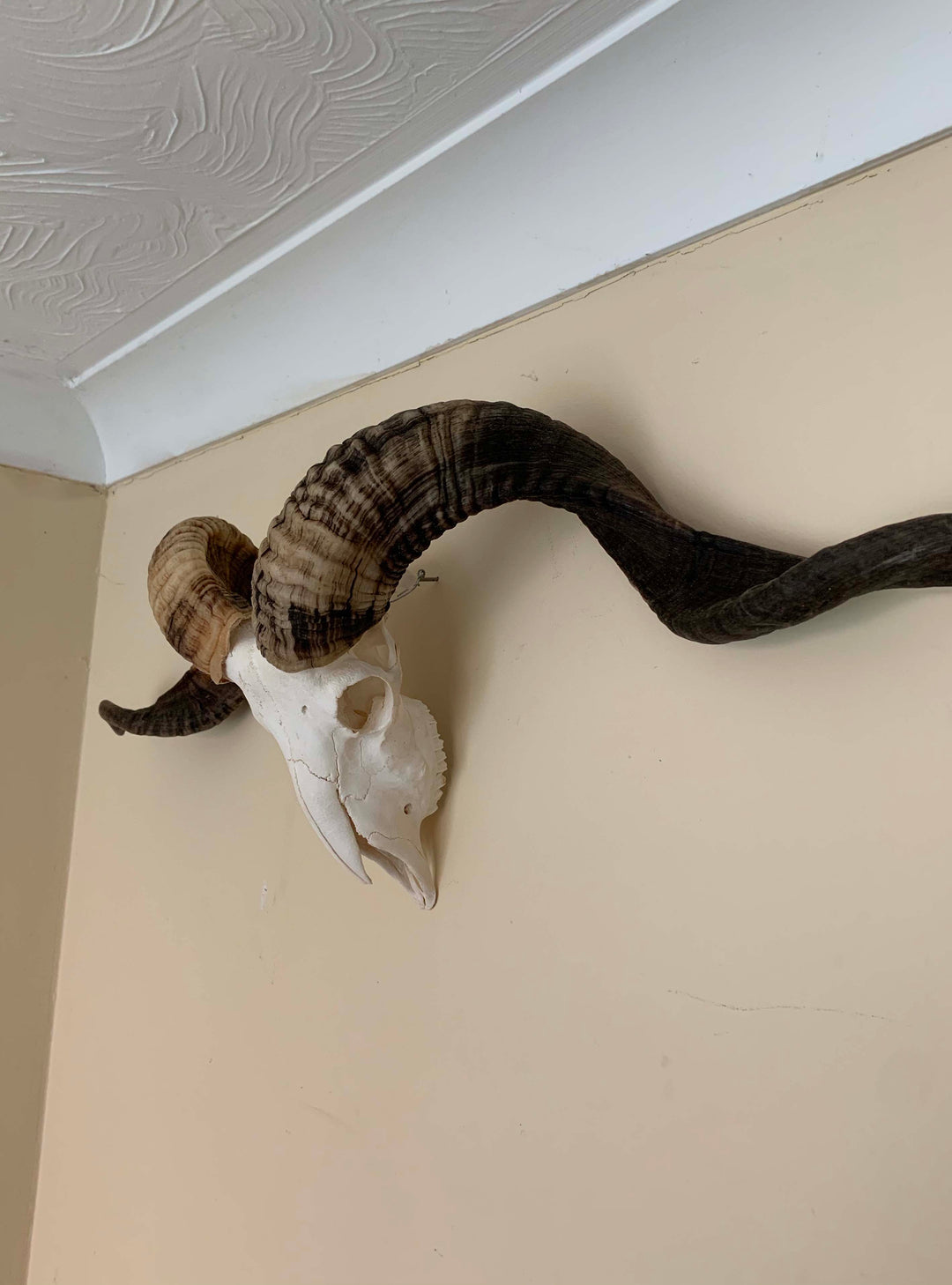 Rams, Natural taxidermy Horn, decorative Rams horns on skull