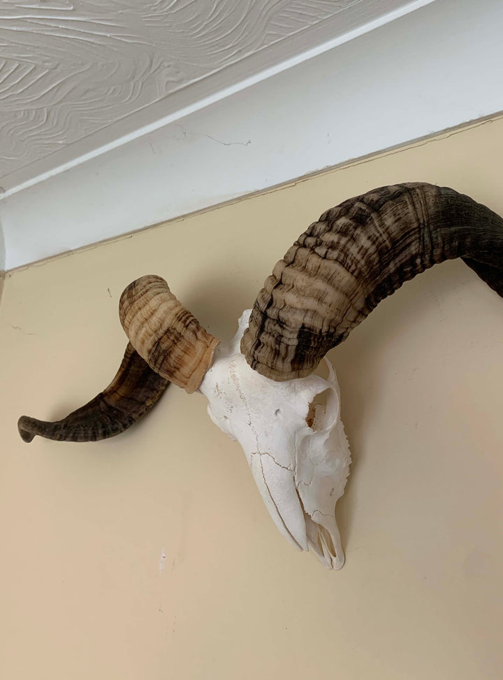 horns and Ram skull 