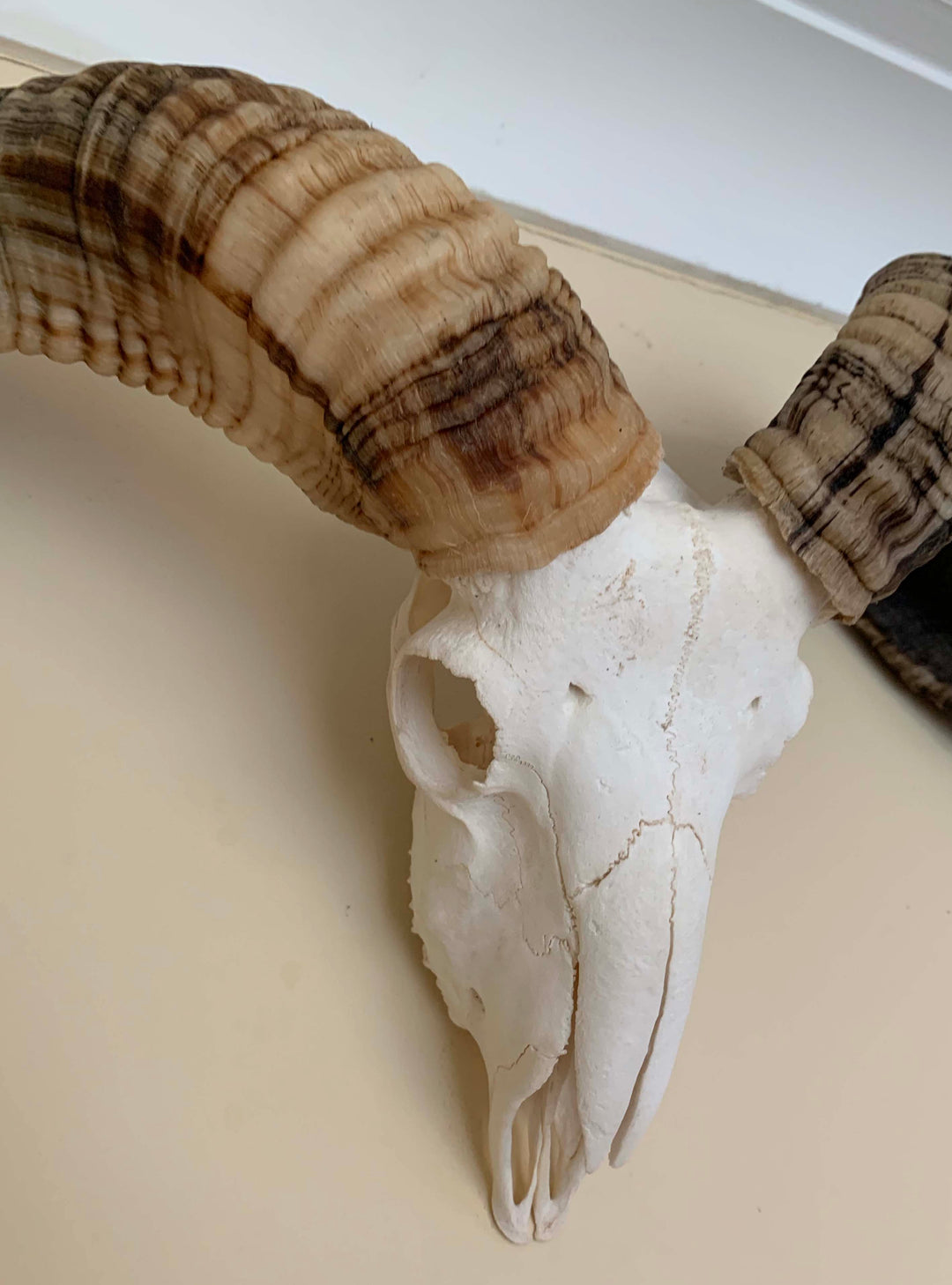 Natural taxidermy Horn, decorative Rams horns on skull