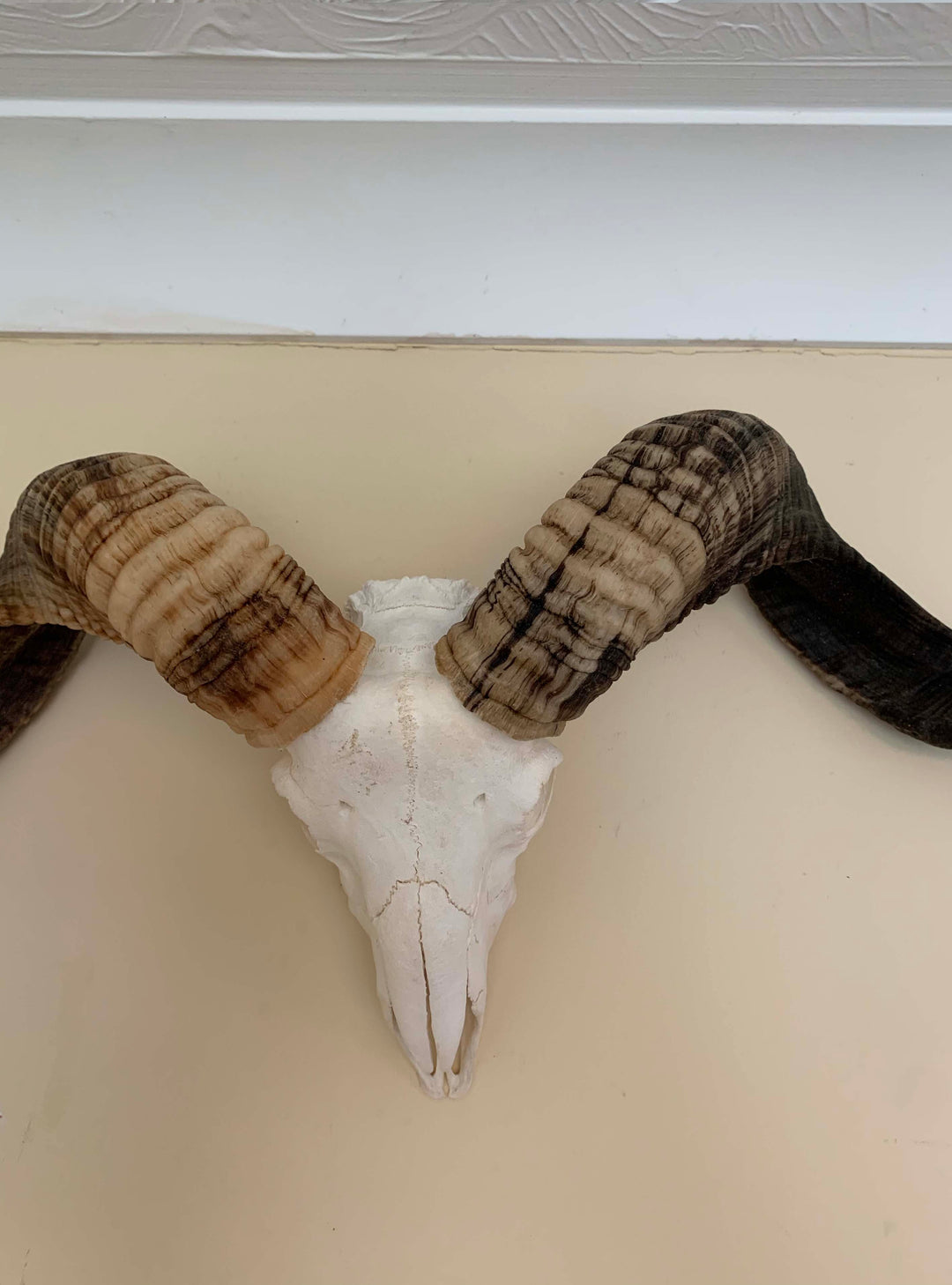 Natural taxidermy Horn, decorative Rams horns on skull, Bison skull 