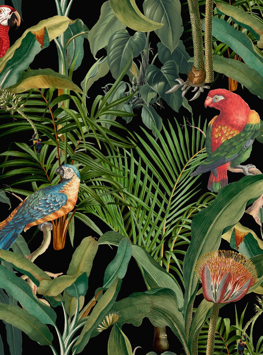 Parrots Of Brasil Wallpaper by Mind The Gap